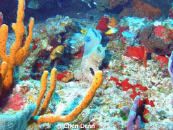Cedral Wall, Cozumel, MX  Have to love diving in Cozumel by Cheri Denn 